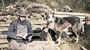 Nell: British messenger dog, WW1