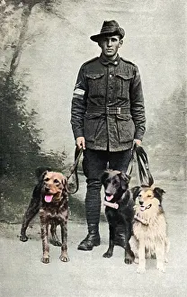 Messengers: British messenger dogs, WW1