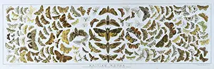 Naturalists: British Moths