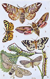 Spurge: British Moths and Caterpillars - Various