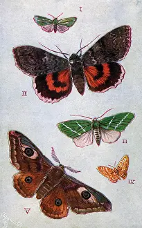 Scarce: British Moths - Forester, Red Underwing, Scarce Green
