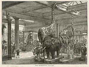 British Museum - Mammalian Saloon