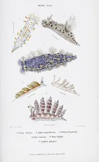 Coronata: British Nudibranch Molluscs, Plate AAA