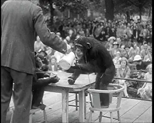 Chimpanzees: British People Watching Chimpanzees Having