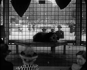 Panda: British People Watching A Panda Resting at the Zoo
