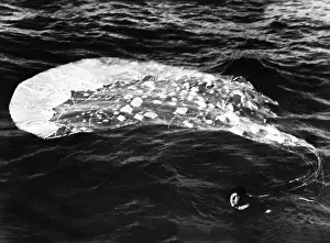 Recovered: British pilot in water, 1944