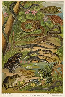 Newt: British Reptiles