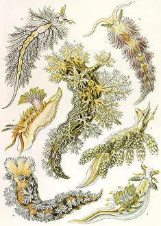 Giltsch: British Sea Slugs
