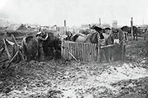 Corrugated: British service stable on Western Front, WW1