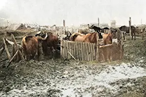 Corrugated: British service stable on Western Front, WW1