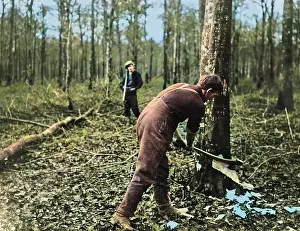 Felling: British soldier felling tree, Western Front, WW1