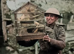 Canaries: British soldier with rescued canaries, Western Front, WW1