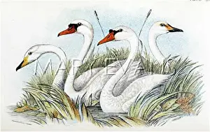Olor: THREE BRITISH SWANS