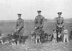 Handlers: British War Dog School