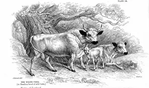 Centuries: British Wild or Park cattle. Ancient breed surviving
