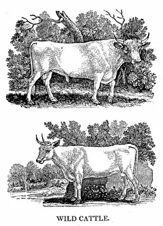 1790: British Wild or Park Cattle. From Thomas Bewick