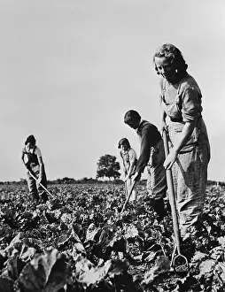 Beets: British women working on the sugar beet crops