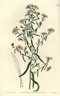 Fragilis: Brittle aster, Aster fragilis