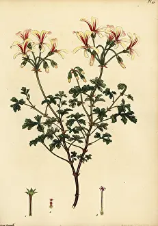 Volume 1: Brittle-stalked geranium, Geranium fragile