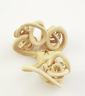 Echinoderm: Brittle star, Astrotoma agassizii