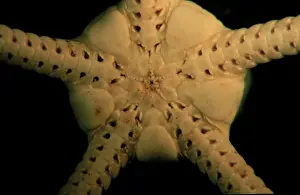 Symmetrical: Brittlestar