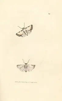 Phalaena: Brixton Beauty, Acontia nitidula