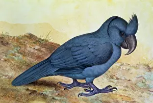 Psittaciformes: Broad-billed parrot