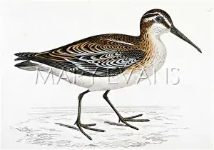 Limicola: BROAD-BILLED SANDPIPER