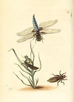 Chaser: Broad-bodied chaser or darter, Libellula depressa