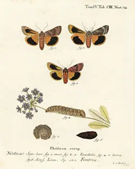 Fimbriata: Broad-bordered yellow underwing, Noctua fimbriata