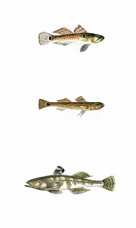Gobius: Broad-Finned, Tail-Spotted, and One-Spotted Goby