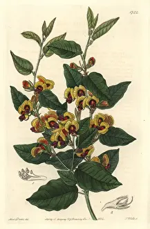 Ornata: Broad-leafed brown pea, Bossiaea ornata