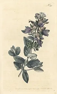 Broad-leav'd shrubby germander, Teucrium fruticans