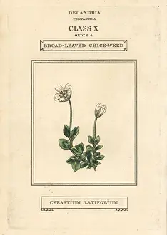 Latifolium: Broad-leaved chickweed, Cerastium latifolium