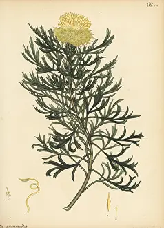 New Holland: Broad-leaved drumsticks, Isopogon anemonifolius