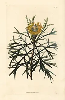 Drumsticks: Broad-leaved drumsticks, Isopogon anemonifolius