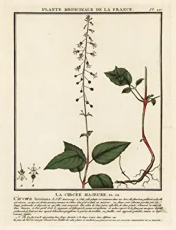 18th Century: Broad-leaved enchanter's nightshade, Circaea lutetiana
