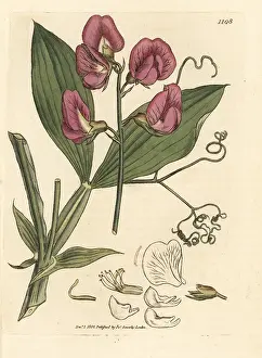 Everlasting: Broad-leaved everlasting sweetpea, Lathyrus latifolius