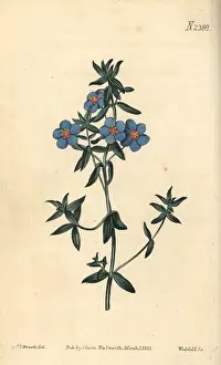 Pimpernel: Broad-leaved pimpernel, Anagallis latifolia