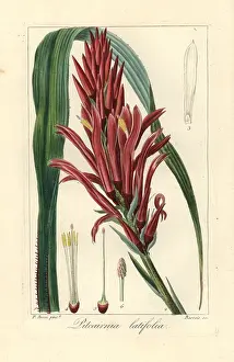 Pancrace: Broad leaved pitcairnia, Pitcairnia bifrons