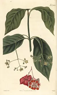Latifolius: Broad-leaved spindle tree, Euonyms latifolius