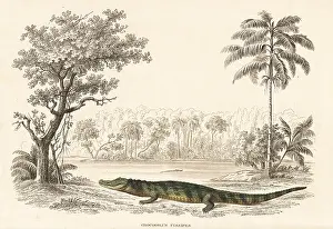 Caiman: Broad-snouted caiman, Caiman latirostris
