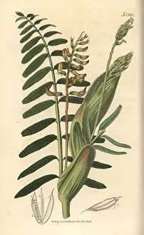 Astragalus: Broad-stipuled astragalus, Astragalus stipitatus