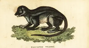 The Naturalists Pocket Magazine: Broad-striped Malagasy mongoose, Galidictis fasciata
