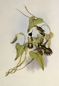 Platycercus: Broad-Tailed Flame-Bearer, Selasphorus Platycercus
