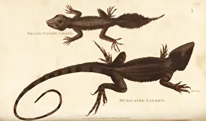 Jacky: Broad-tailed gecko and jacky lashtail lizard