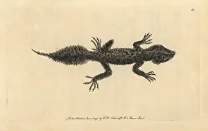 Gecko: Broad-tailed gecko, Phyllurus platurus