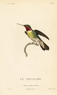Colibri: Broad-tailed hummingbird, Selasphorus platycercus