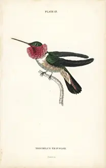 Ornismya: Broad-tailed hummingbird, Selasphorus platycercus