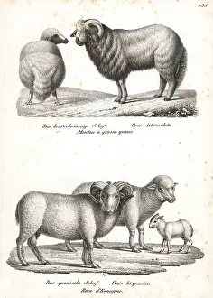 Hispanica: Broad-tailed sheep and merino sheep